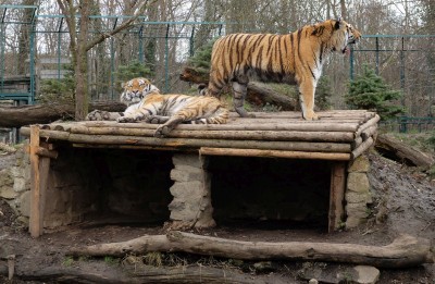 Tierparks, Tiergärten und Zoos